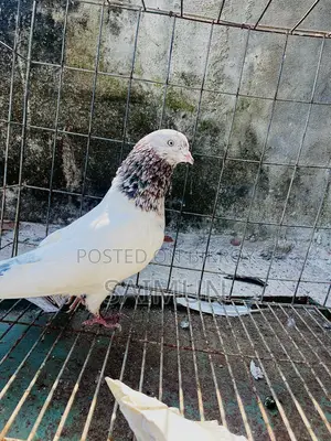 Indian + Pakistani Pigeon