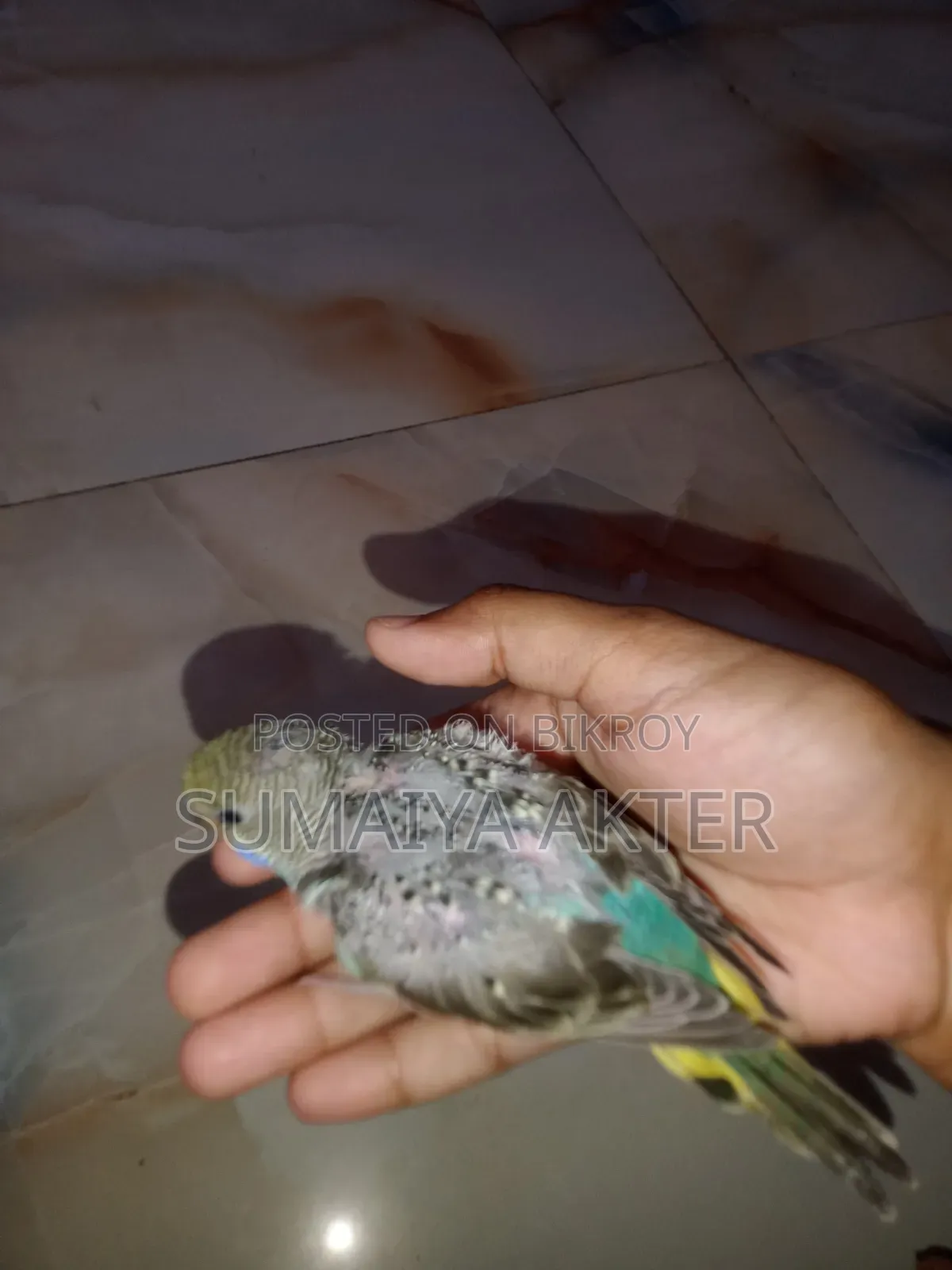 বেবি বাজিগর পাখি