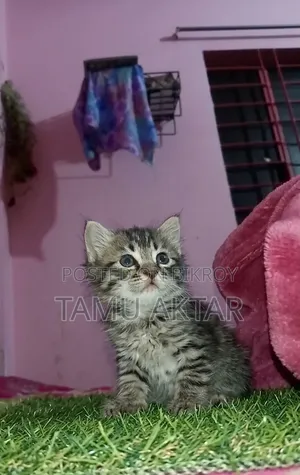 ১-৩ মাস বয়সী ফিমেল মিক্সড ব্রিড পার্সিয়ান