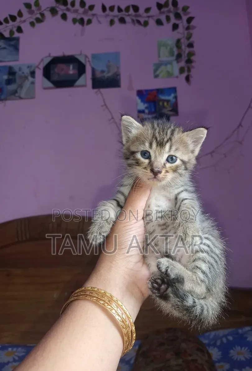 1-3 Months Female Mixed Breed Persian