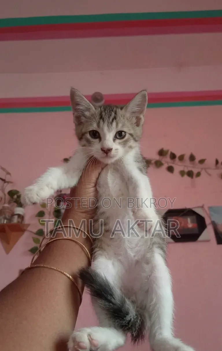 1-3 Months Female Mixed Breed Persian