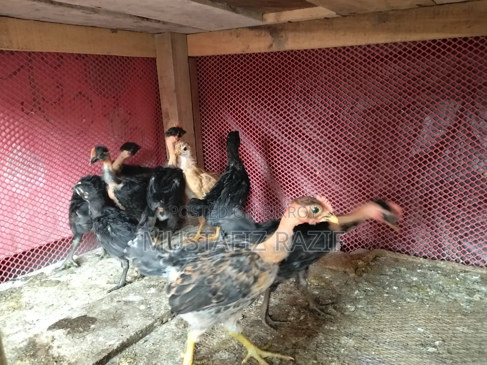 Deshi chicken chicks