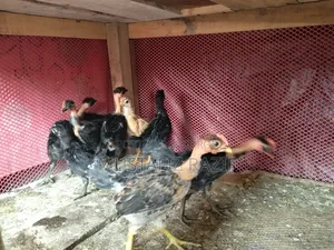 Deshi chicken chicks