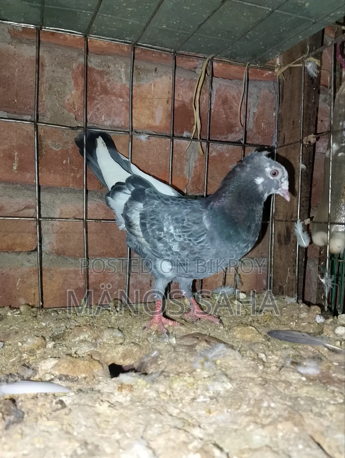 Running Giribaz Pigeon