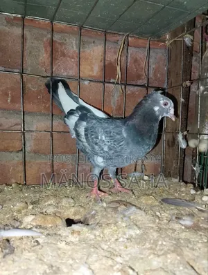 Running Giribaz Pigeon