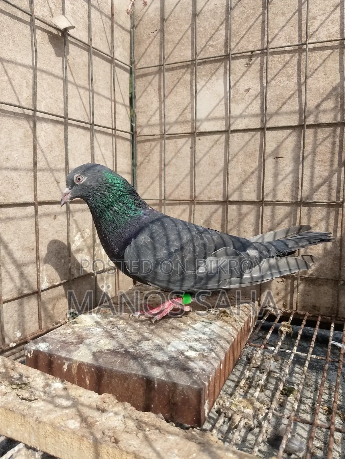 Running Giribaz Pigeon