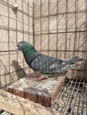 Running Giribaz Pigeon