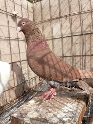 Running Giribaz Pigeon