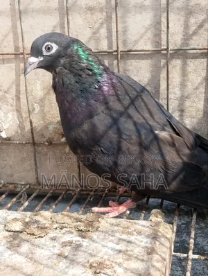 Running Giribaz Pigeon