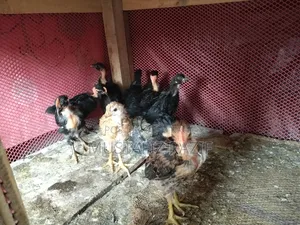 Deshi chicken chicks