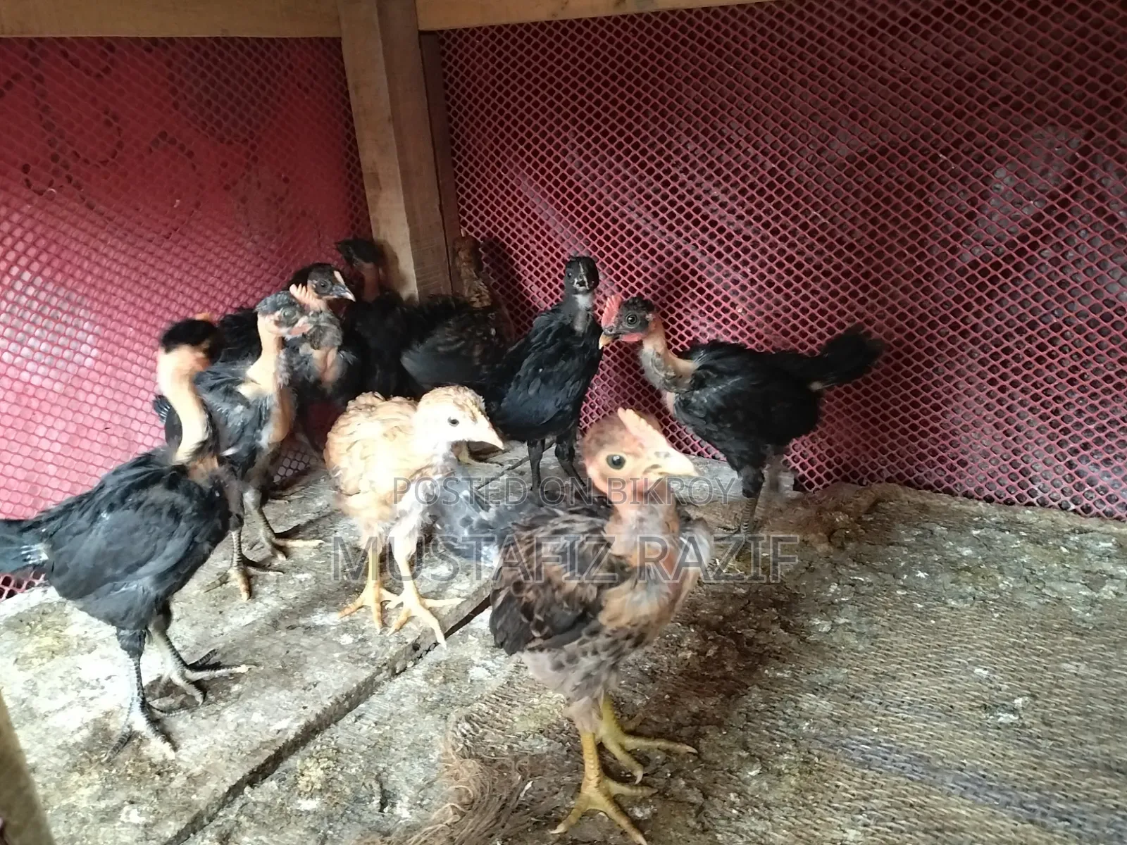 Deshi chicken chicks