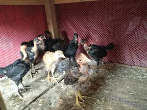 Deshi chicken chicks