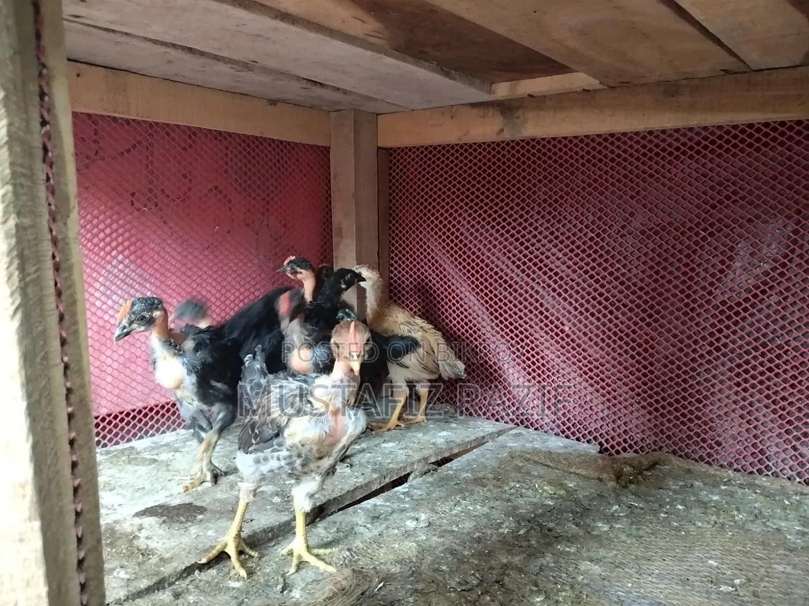 Deshi chicken chicks