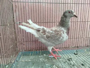 রেসার নর কবুতর