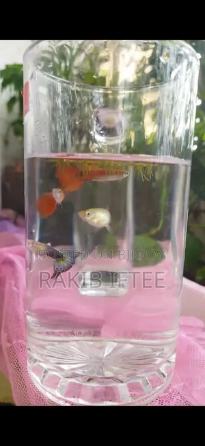 একুরিয়ামের রঙিন মাছ