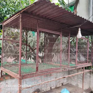 নাট সিস্টেম কবুতরের দাপরি খাঁচা