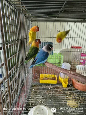 অ্যাডাল্ট লাভ বার্ডস বিক্রয়ের জন্য ৪ পিস