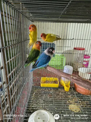অ্যাডাল্ট লাভ বার্ডস বিক্রয়ের জন্য ৪ পিস