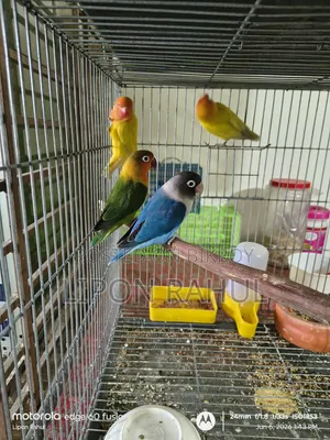 অ্যাডাল্ট লাভ বার্ডস বিক্রয়ের জন্য ৪ পিস