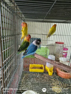 অ্যাডাল্ট লাভ বার্ডস বিক্রয়ের জন্য ৪ পিস