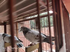 নাট সিস্টেম কবুতরের দাপরি খাঁচা