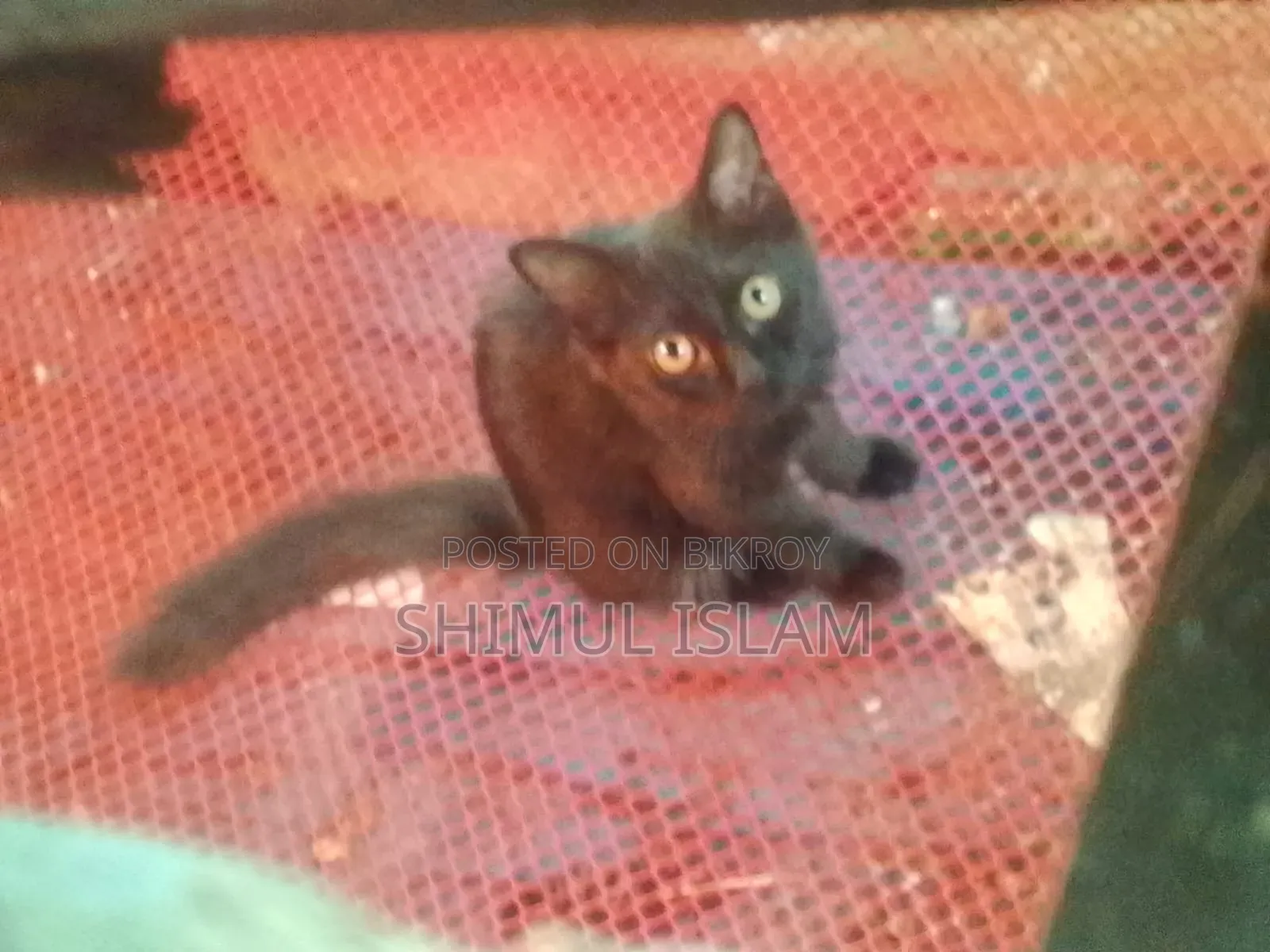 1-3 Months Female Mixed Breed Persian