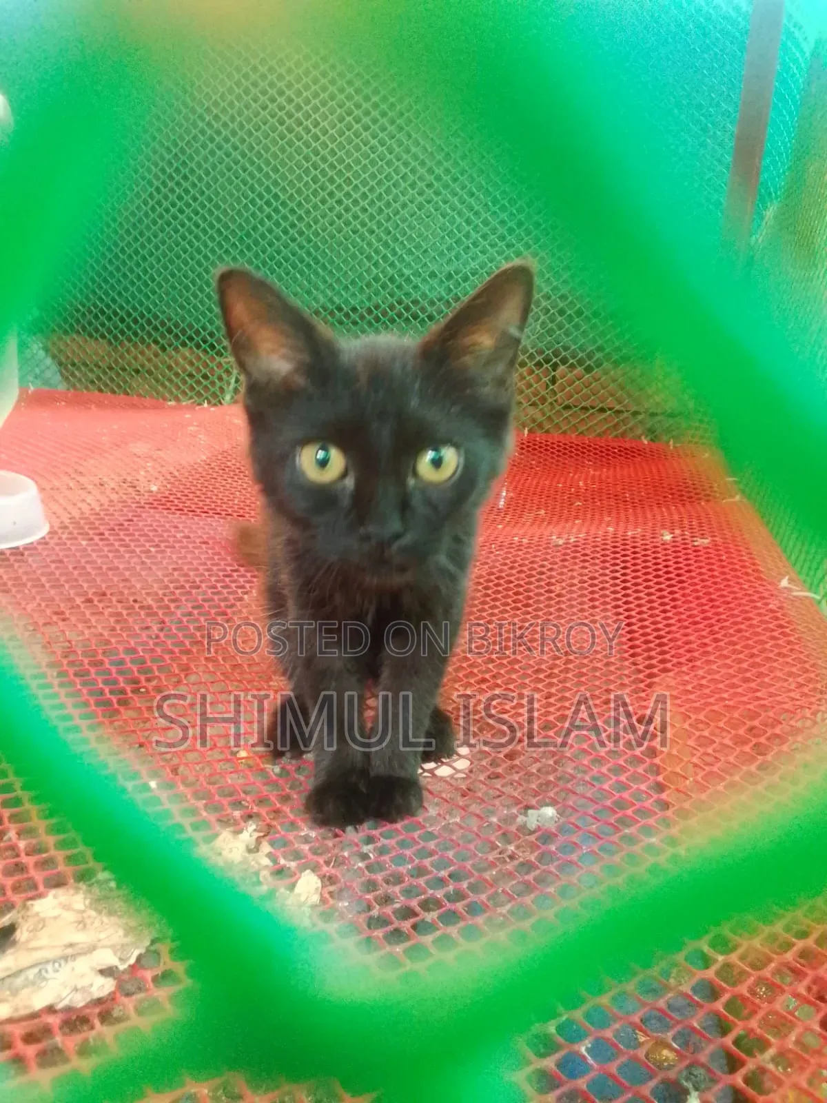 1-3 Months Female Mixed Breed Persian