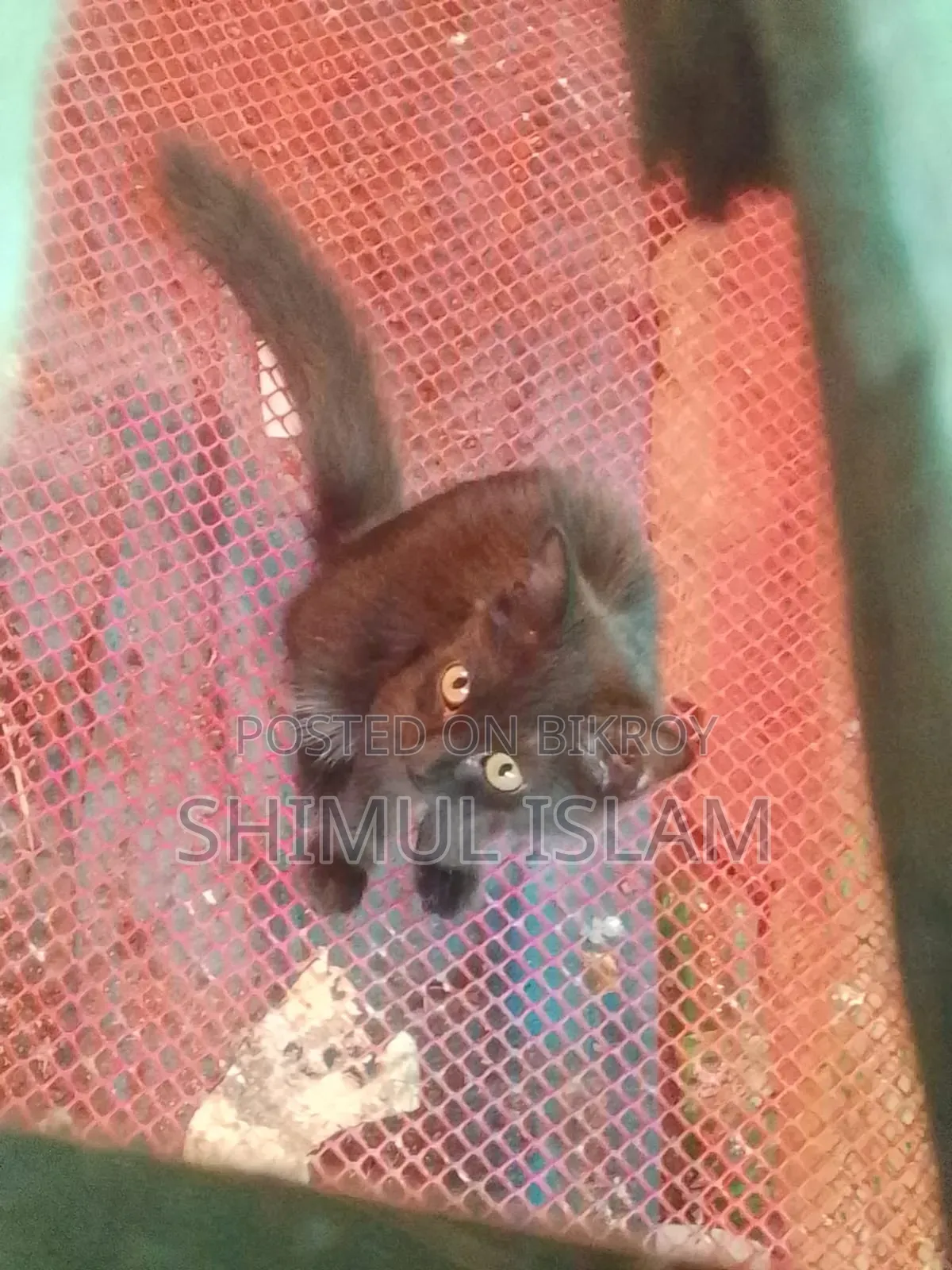 1-3 Months Female Mixed Breed Persian