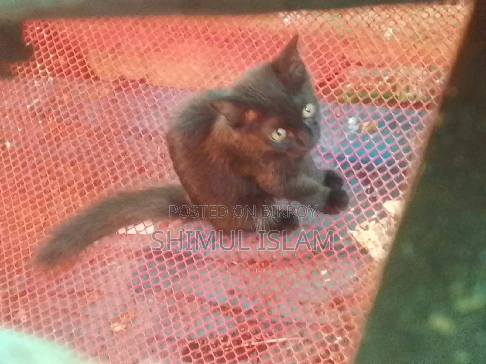 1-3 Months Female Mixed Breed Persian