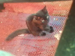 1-3 Months Female Mixed Breed Persian