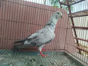 গিরিবাজ নর কবুতর