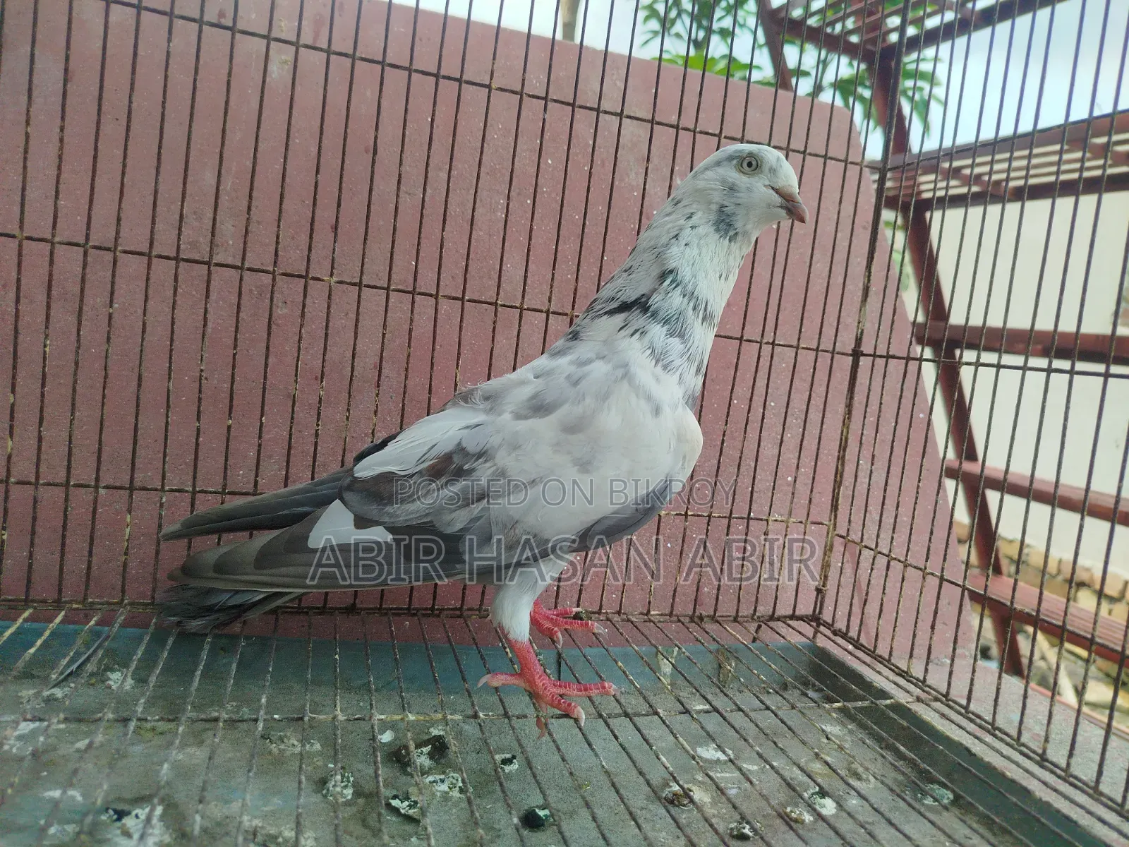 গিরিবাজ নর কবুতর