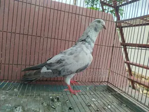 গিরিবাজ নর কবুতর