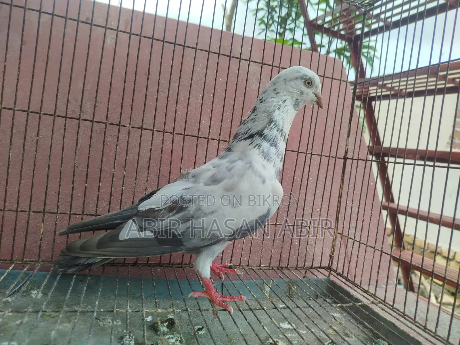 গিরিবাজ নর কবুতর