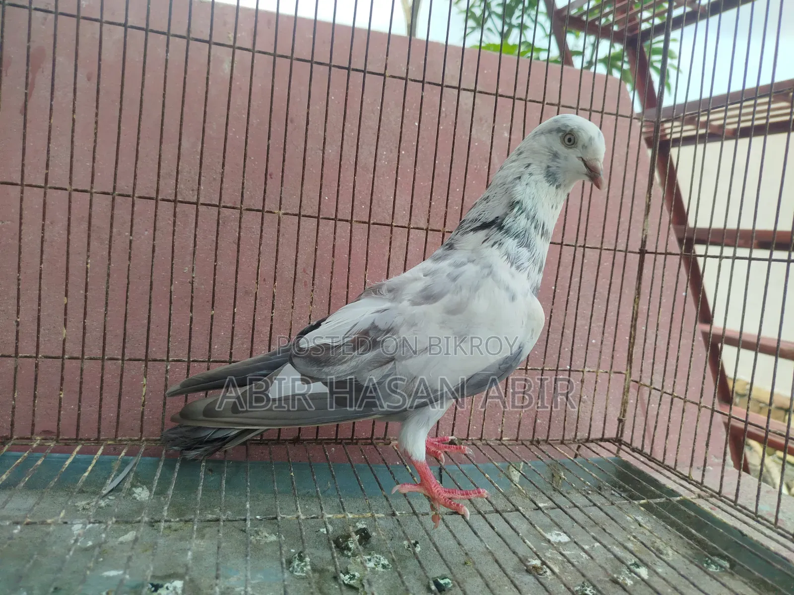 গিরিবাজ নর কবুতর
