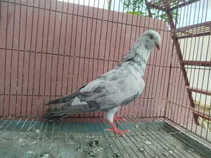 গিরিবাজ নর কবুতর