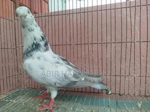 গিরিবাজ নর কবুতর