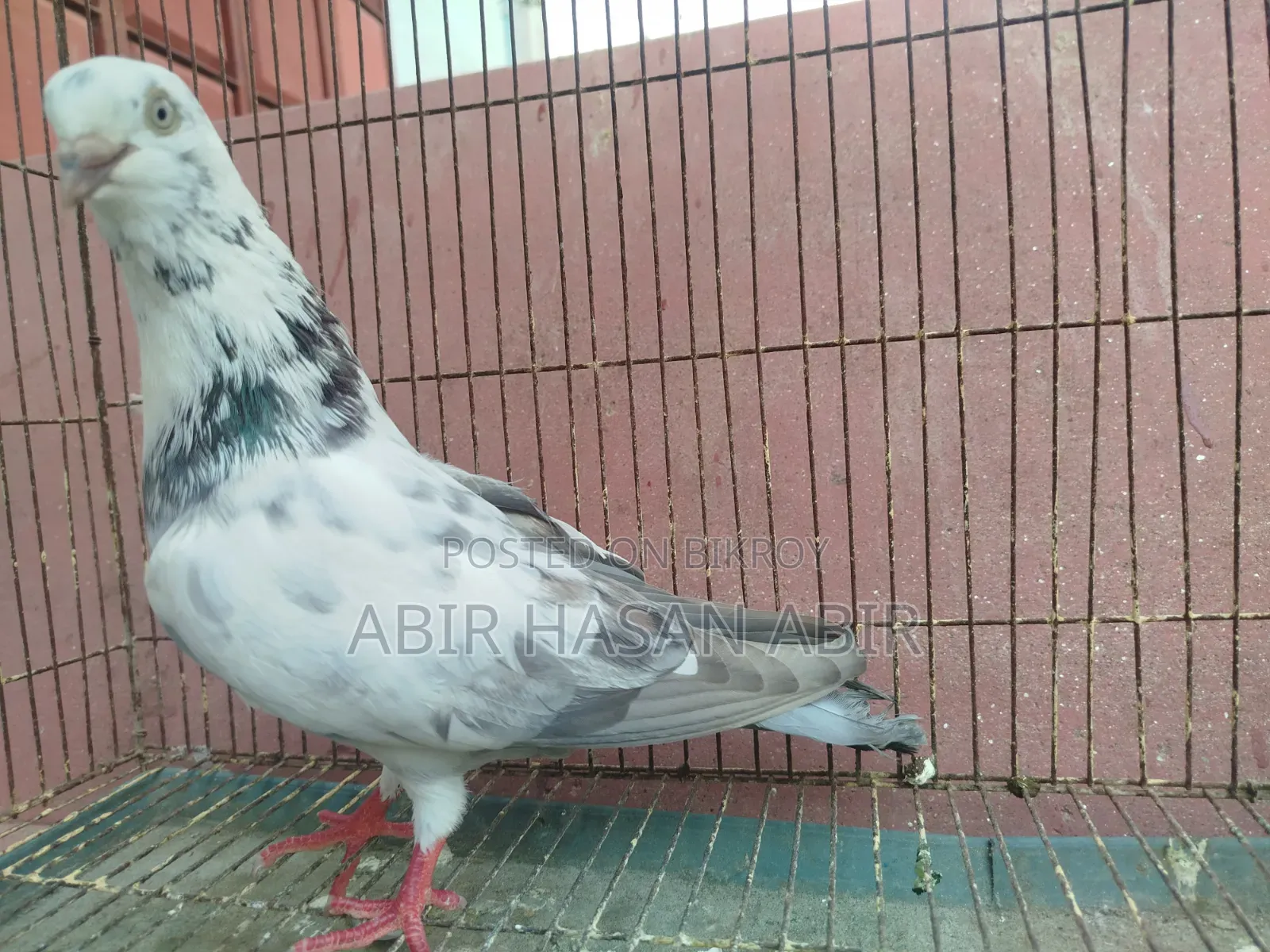 গিরিবাজ নর কবুতর