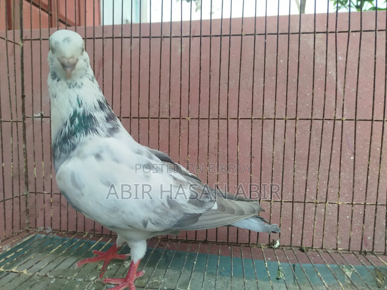 গিরিবাজ নর কবুতর