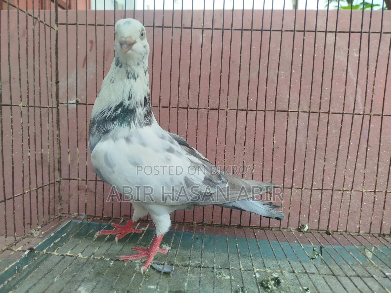 গিরিবাজ নর কবুতর