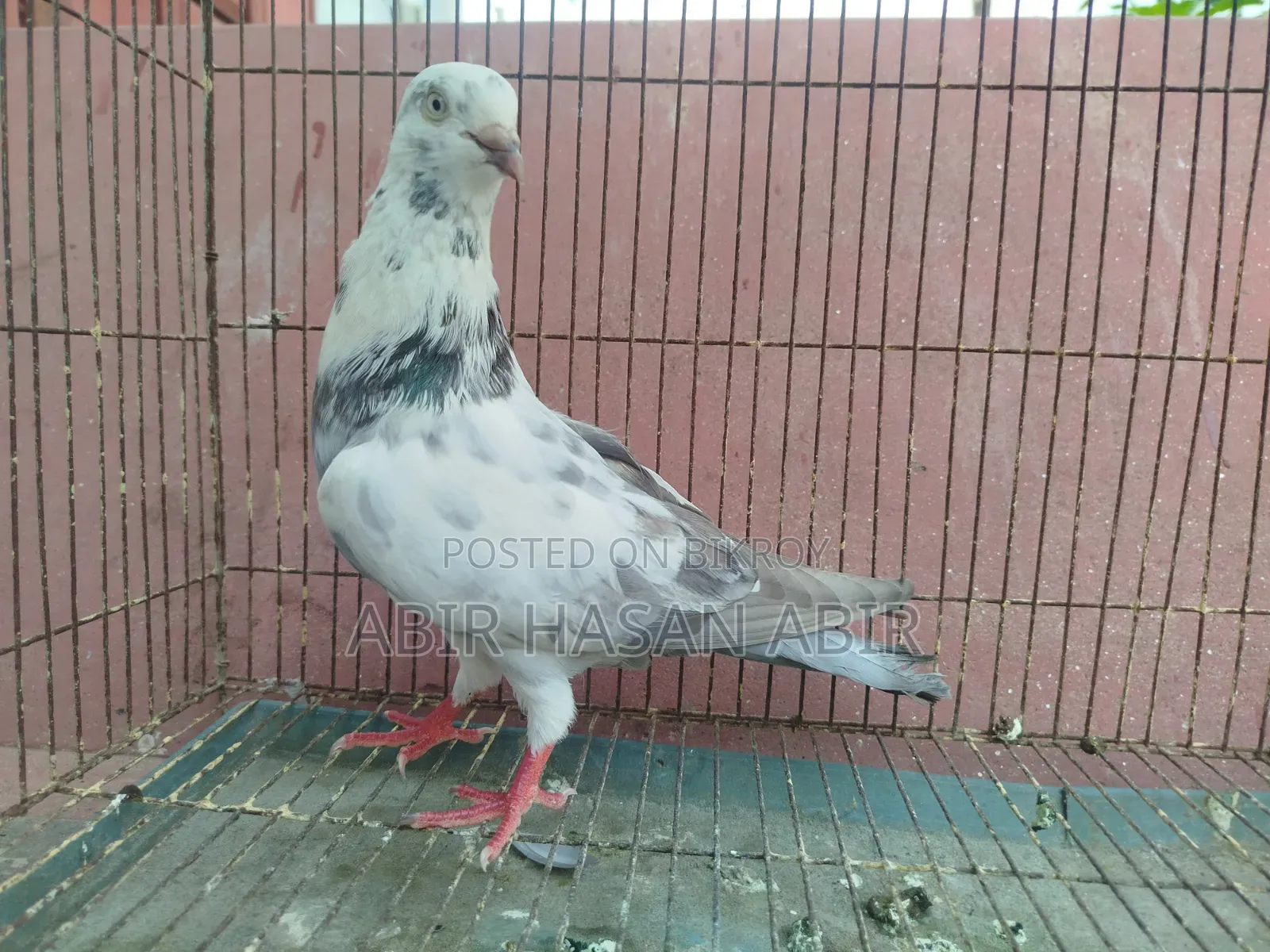 গিরিবাজ নর কবুতর