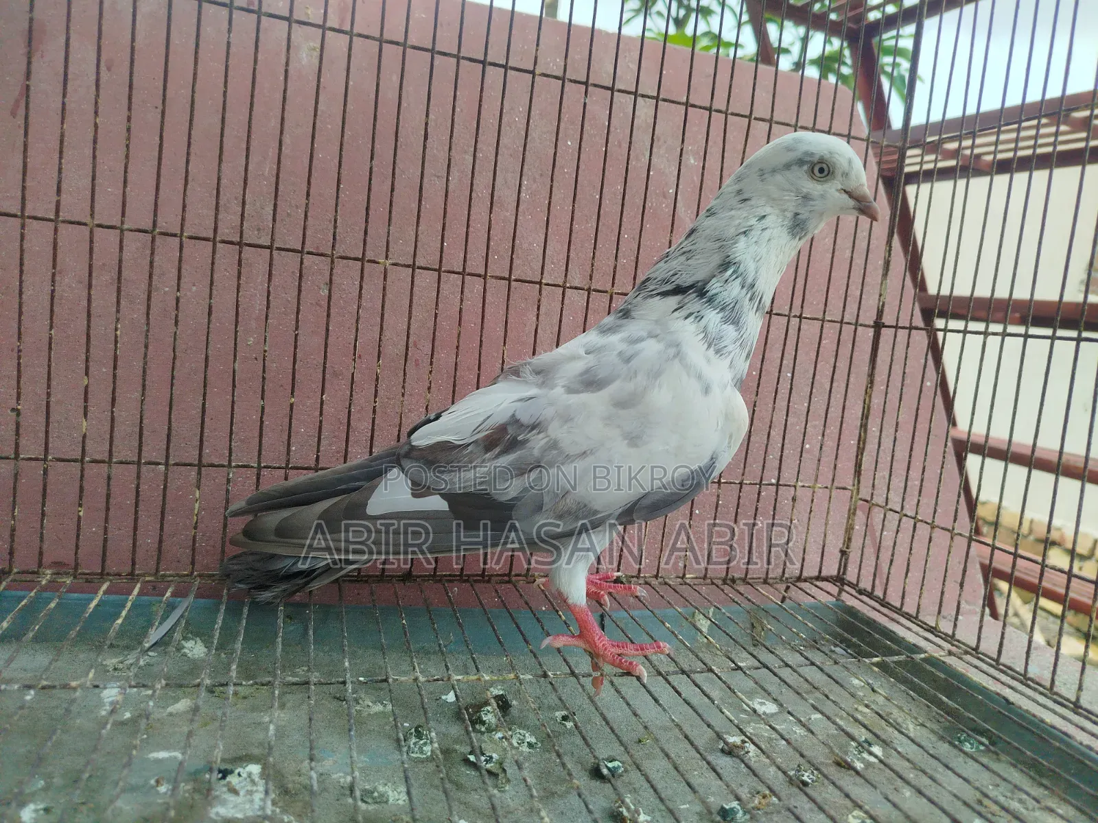 গিরিবাজ নর কবুতর
