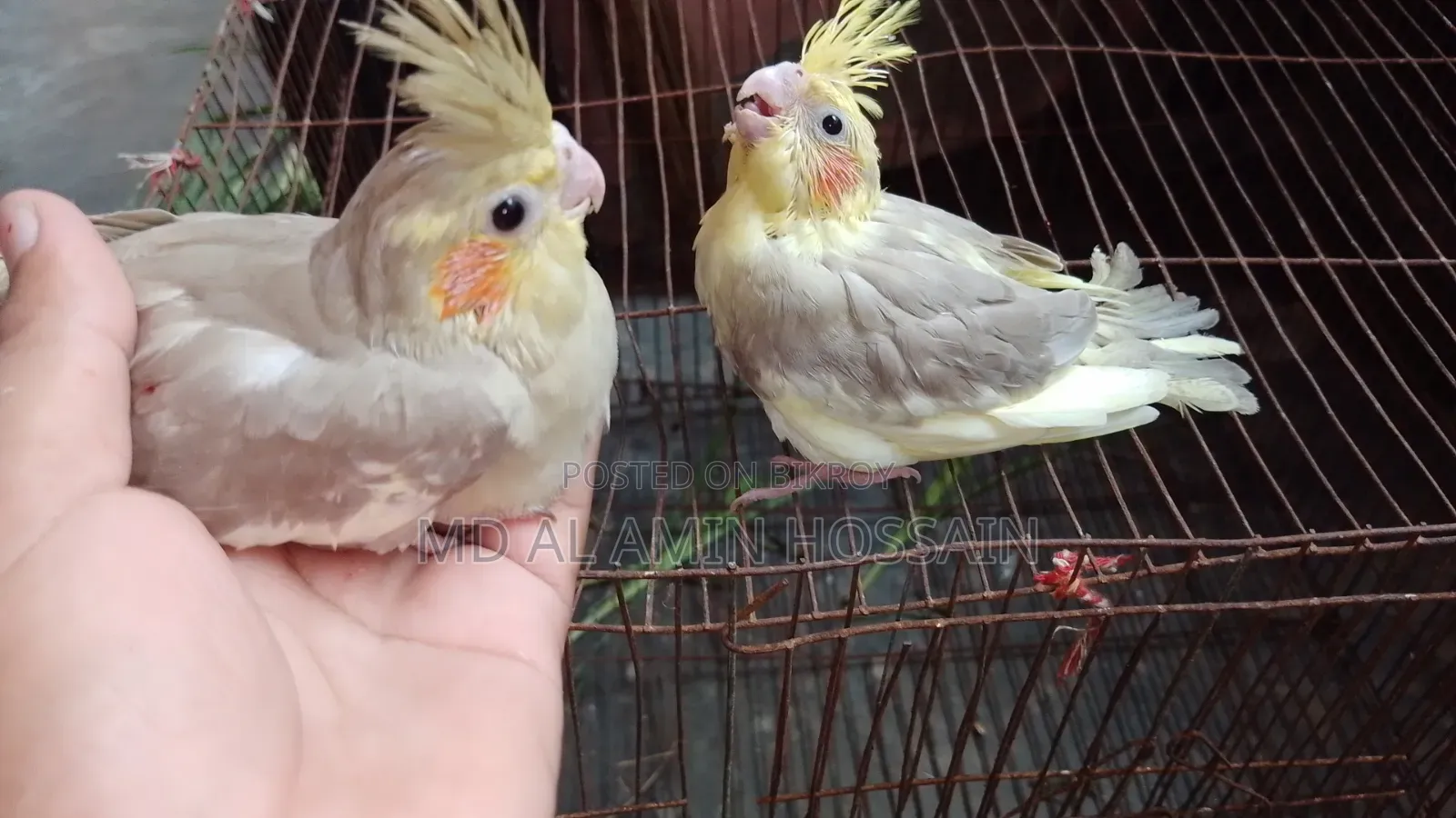 2 piece tame size Cockatiel baby 100% healthy and strong, both are male babies