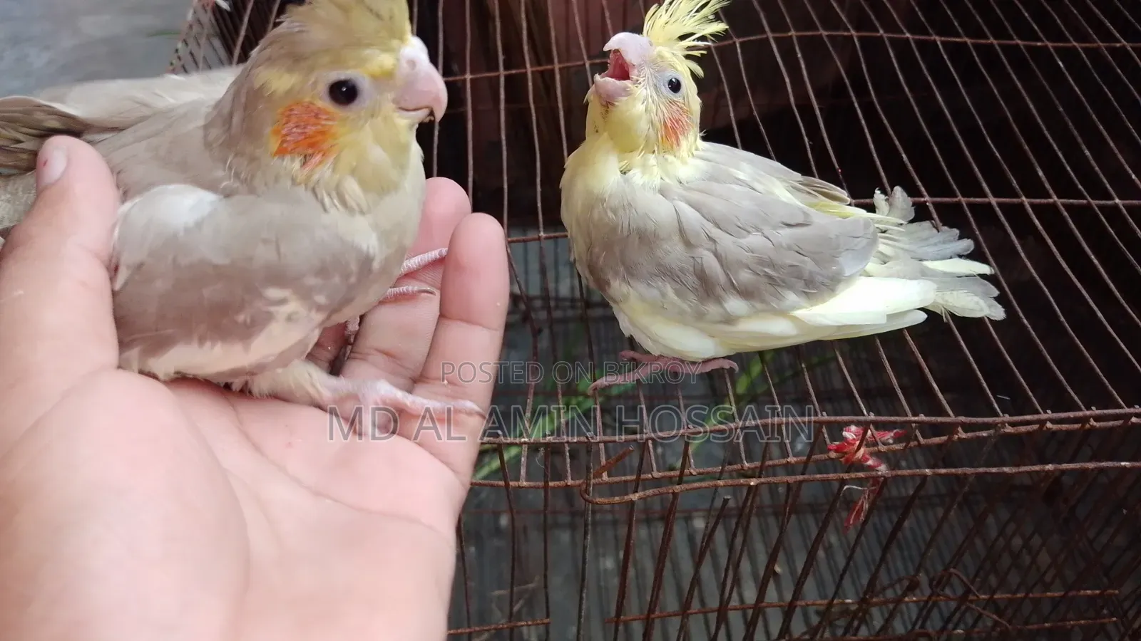 2 piece tame size Cockatiel baby 100% healthy and strong, both are male babies