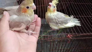 2 piece tame size Cockatiel baby 100% healthy and strong, both are male babies
