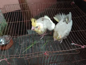 2 piece tame size Cockatiel baby 100% healthy and strong, both are male babies