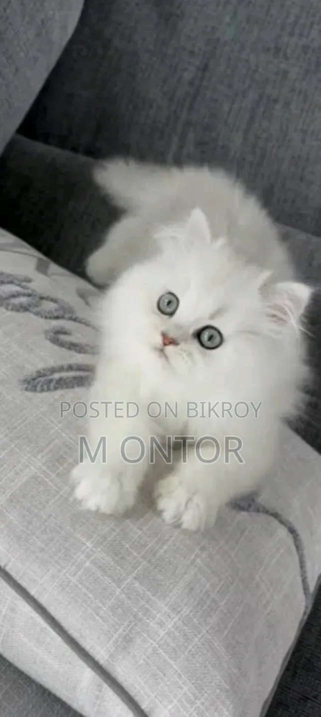 1-3 months Female Purebred Persian