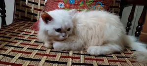 1-3 months Female Purebred Persian