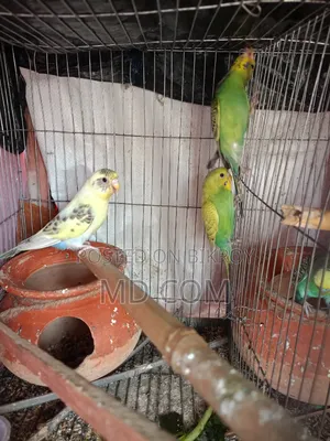 বাজিগর পাখি জোড়া