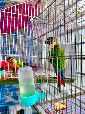 Green Cheek Conure